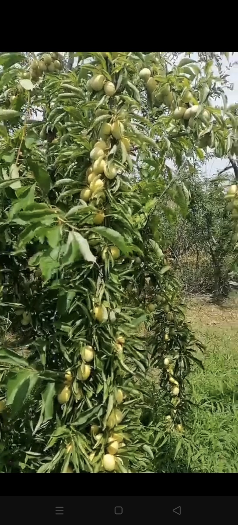 金西梅，李子陕西产区，新品种，金黄色，脆甜多汁