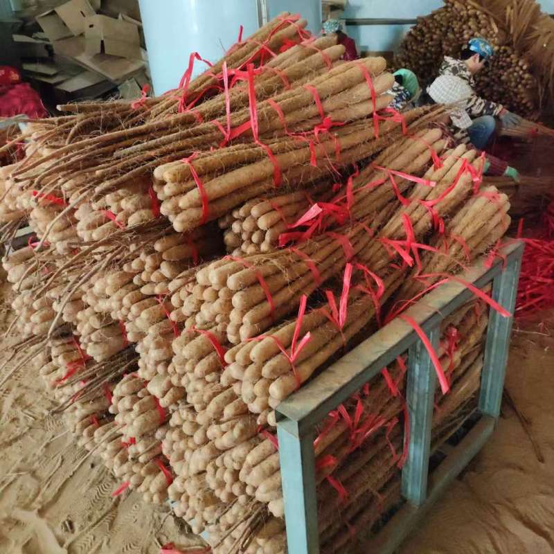山东单县，麻山药电商货，品质保证欢迎采购，诚信为本！