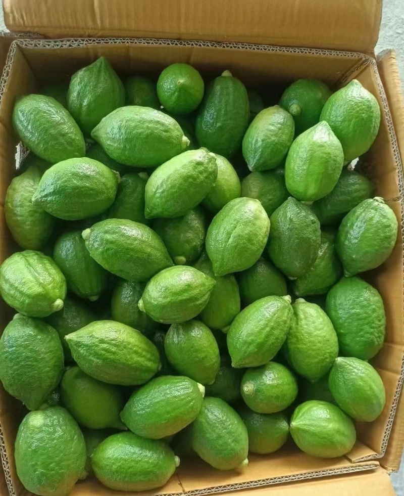 香水柠檬《自产自销》广西柠檬新鲜现摘供奶茶店~水果店