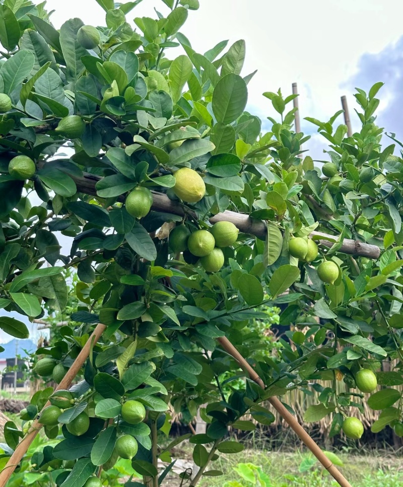 香水柠檬《自产自销》广西柠檬新鲜现摘供奶茶店~水果店