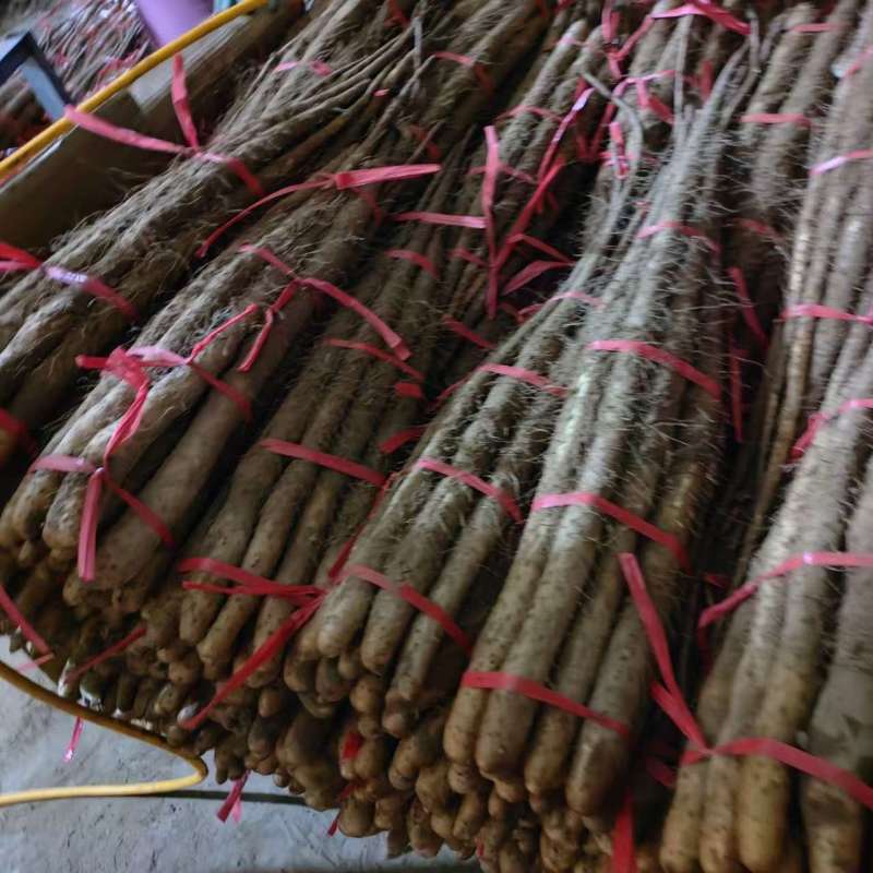 产地河北保定，麻山药，40-70厘米，好货，量大从优，
