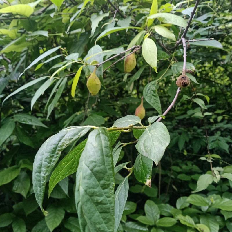 山蜡梅：岩马桑、亮叶腊梅、毛山茶、香风茶、