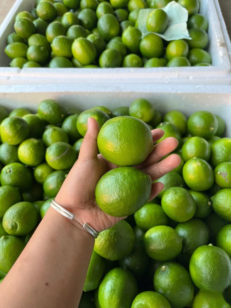 柠檬广西香水柠檬青色无籽柠檬自产自销现摘现发