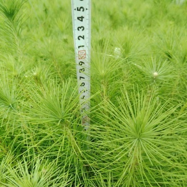 精品马尾松一年苗质量保证规格齐全基地直销价格实惠