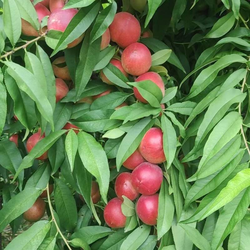 [热卖]陕西大荔珍珠枣油桃