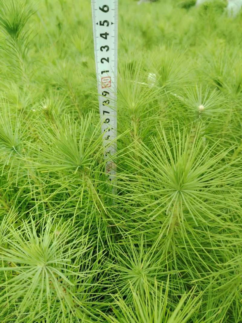 精品马尾松一年苗质量保证规格齐全基地直销价格实惠
