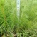精品马尾松一年苗质量保证规格齐全基地直销价格实惠