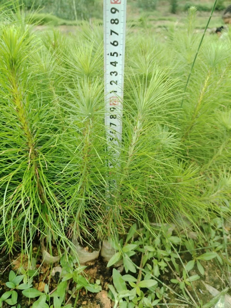 精品马尾松一年苗质量保证规格齐全基地直销价格实惠