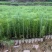 精品马尾松一年苗质量保证规格齐全基地直销价格实惠