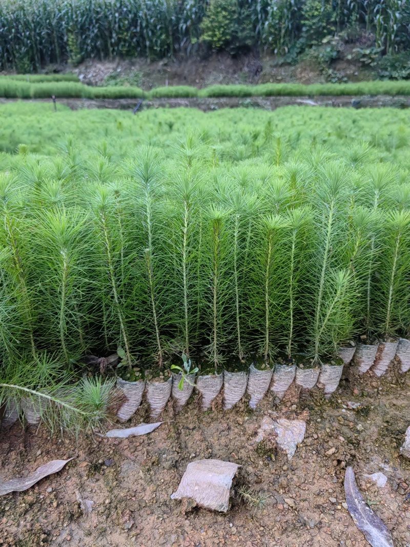 精品马尾松一年苗质量保证规格齐全基地直销价格实惠