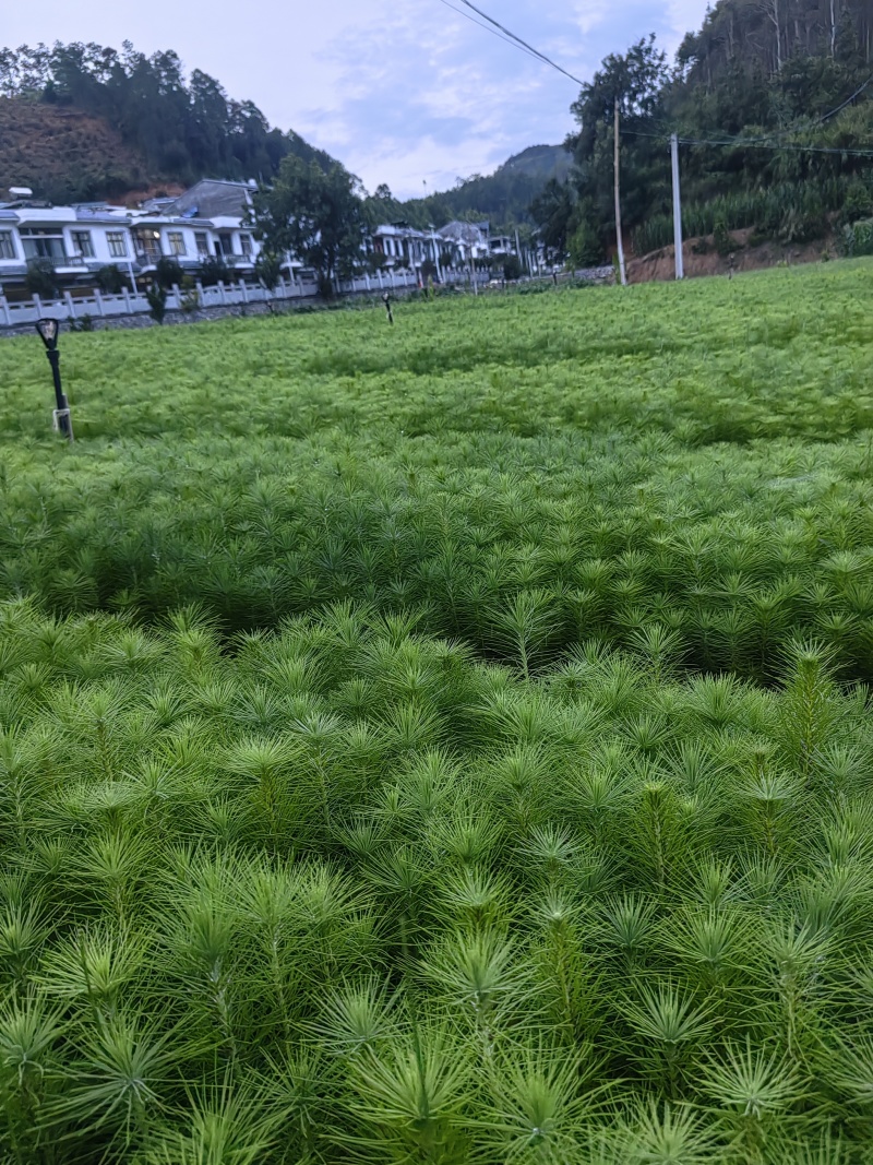 精品马尾松一年苗质量保证规格齐全基地直销价格实惠