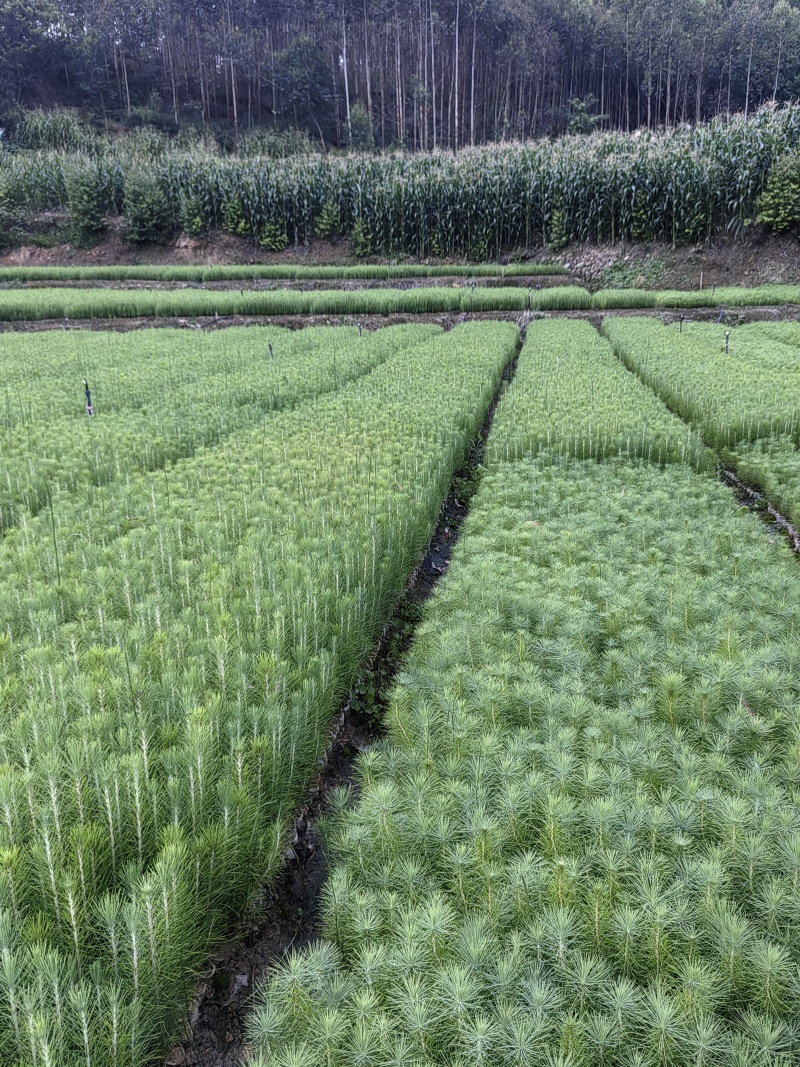 精品马尾松一年苗质量保证规格齐全基地直销价格实惠