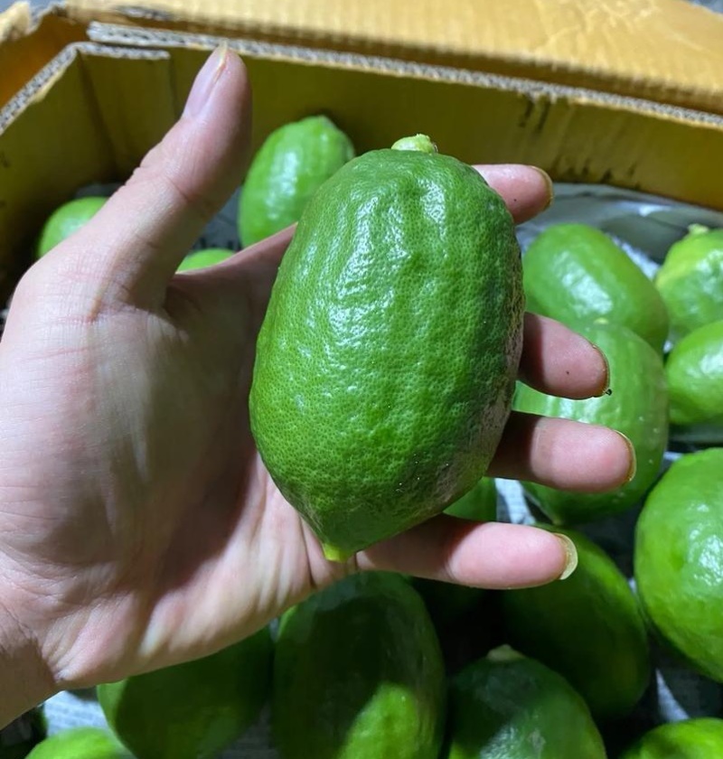 香水柠檬《自产自销》广西柠檬新鲜现摘供奶茶店~水果店