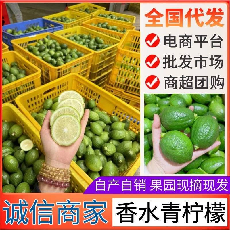 香水柠檬《自产自销》广西柠檬新鲜现摘供奶茶店~水果店