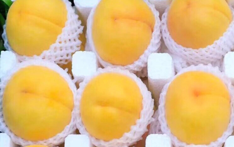 锦绣黄桃成熟供应