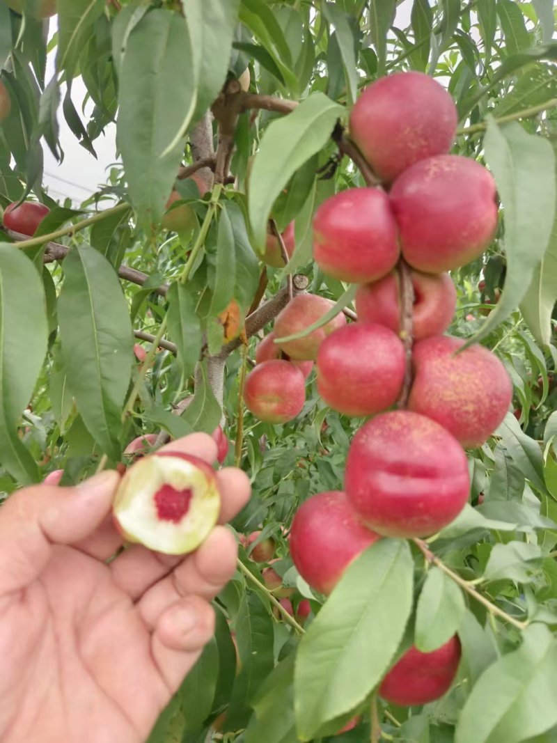 珍珠枣离核油桃