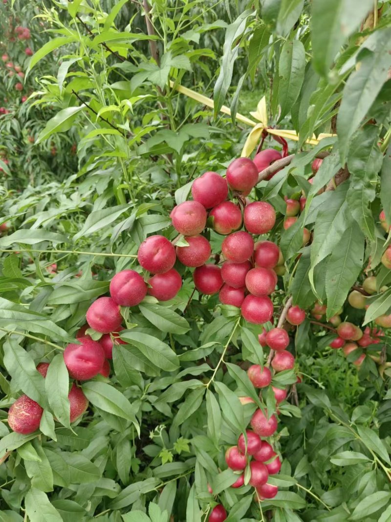 珍珠枣离核油桃