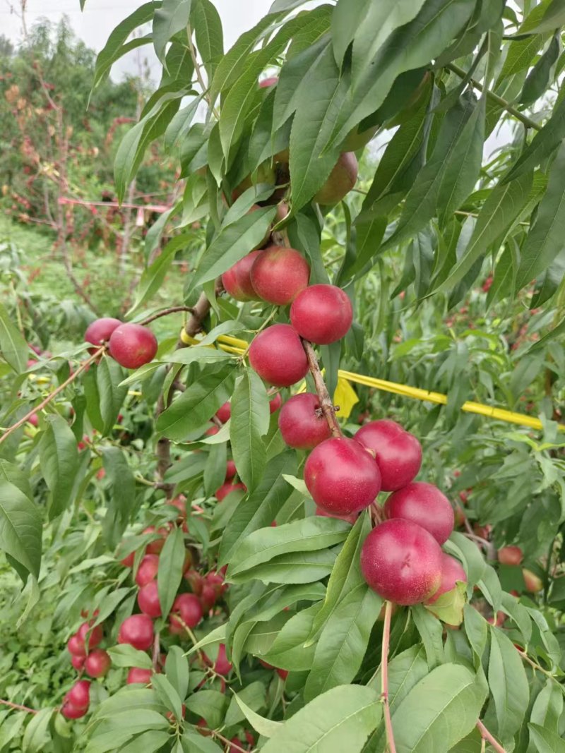 珍珠枣离核油桃