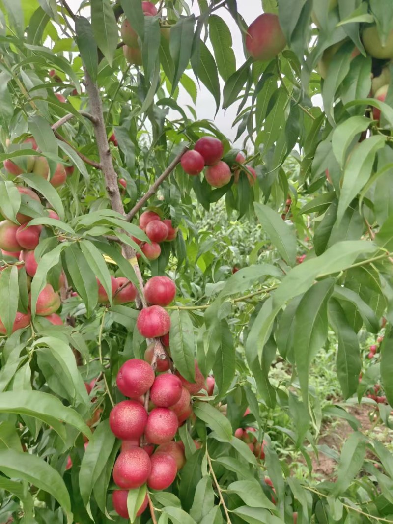 珍珠枣离核油桃