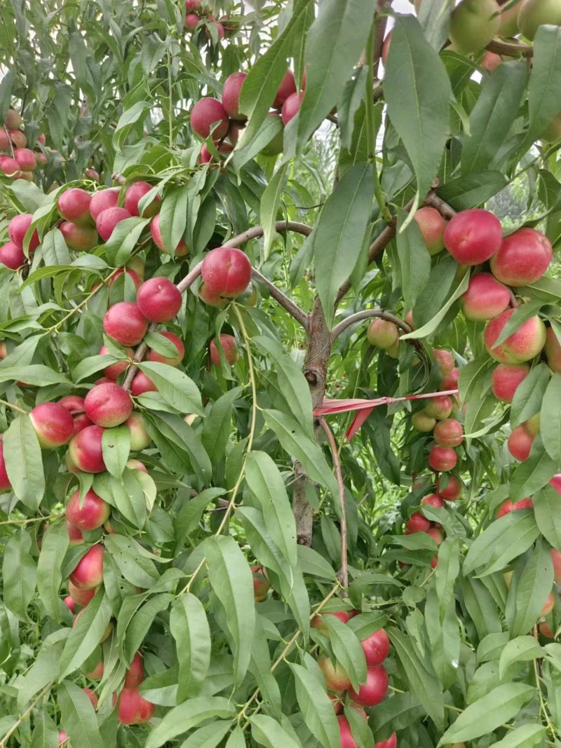 珍珠枣离核油桃