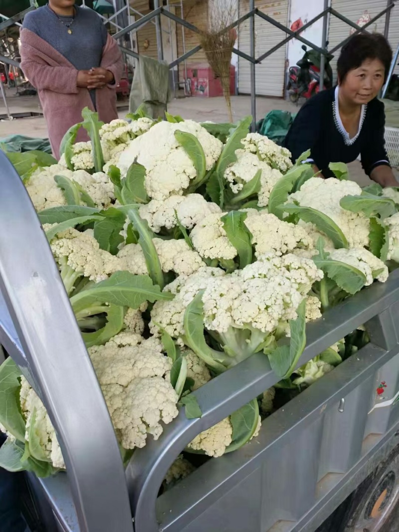 精品青梗有机花菜，散花，小米粒，农场自产自销，松花