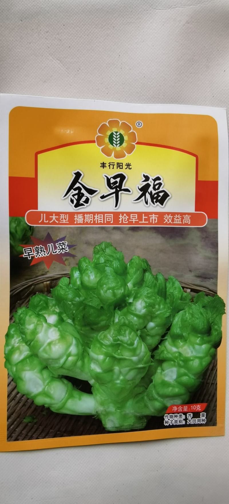 儿菜种子金早福方正早熟儿菜大儿型提早上市效益高