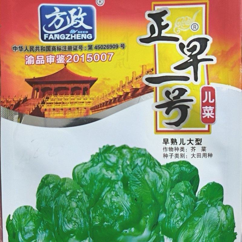 儿菜种子正早一号方正出品特早熟儿菜杂交品种儿大高产