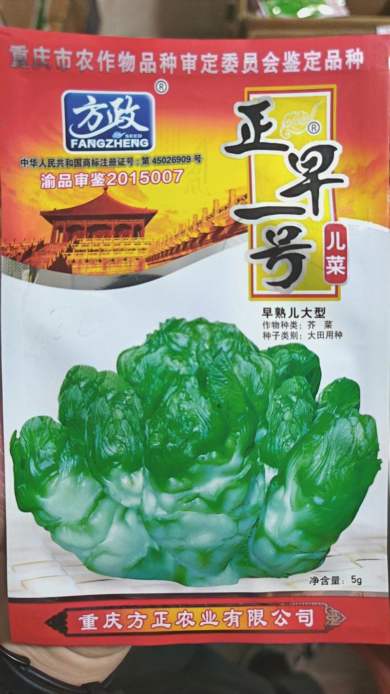 儿菜种子正早一号方正出品特早熟儿菜杂交品种儿大高产