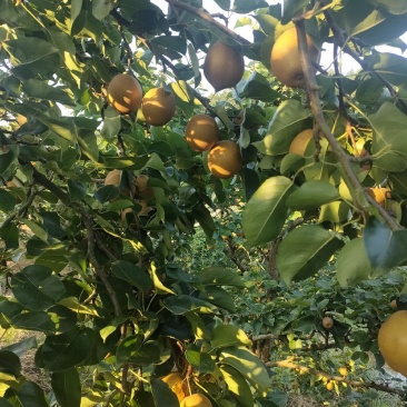 黄花梨