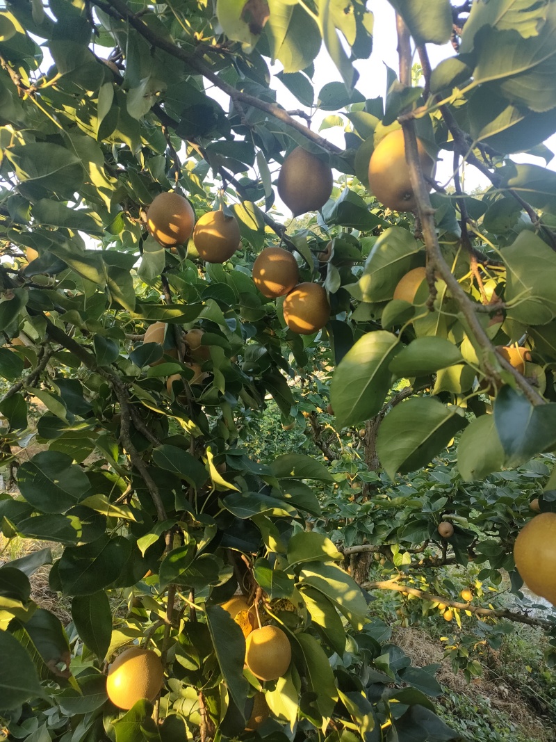 黄花梨