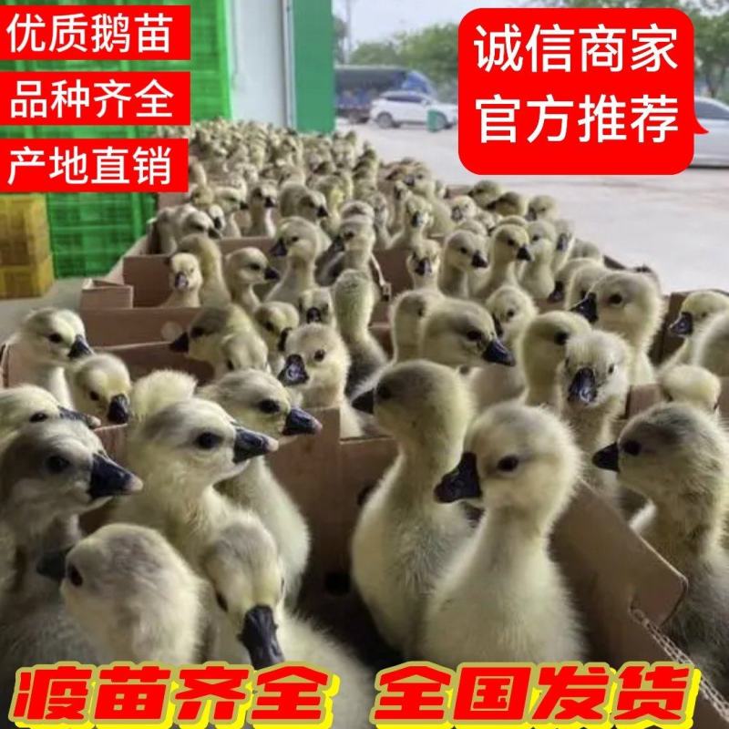 狮头鹅苗纯种大体基地直销包打疫苗保健康诚信服务