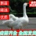 霍尔多巴吉鹅苗大白鲨鹅苗霍三鹅苗疫苗齐全国可发货