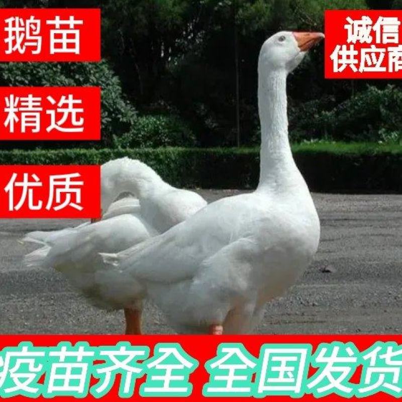 霍尔多巴吉鹅苗大白鲨鹅苗霍三鹅苗疫苗齐全国可发货