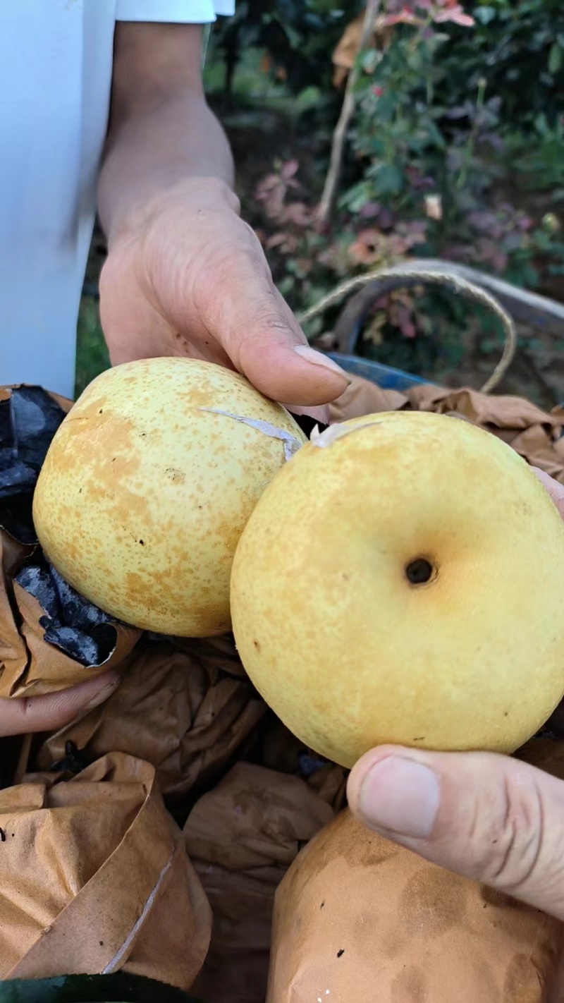 黄金梨