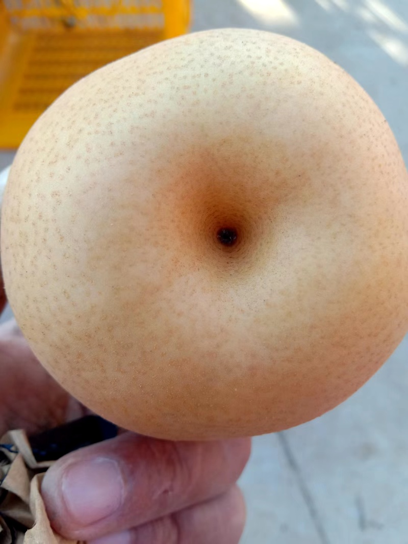 黄金梨