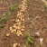 土豆山西大量供应荷兰沃土