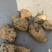 土豆山西大量供应荷兰沃土