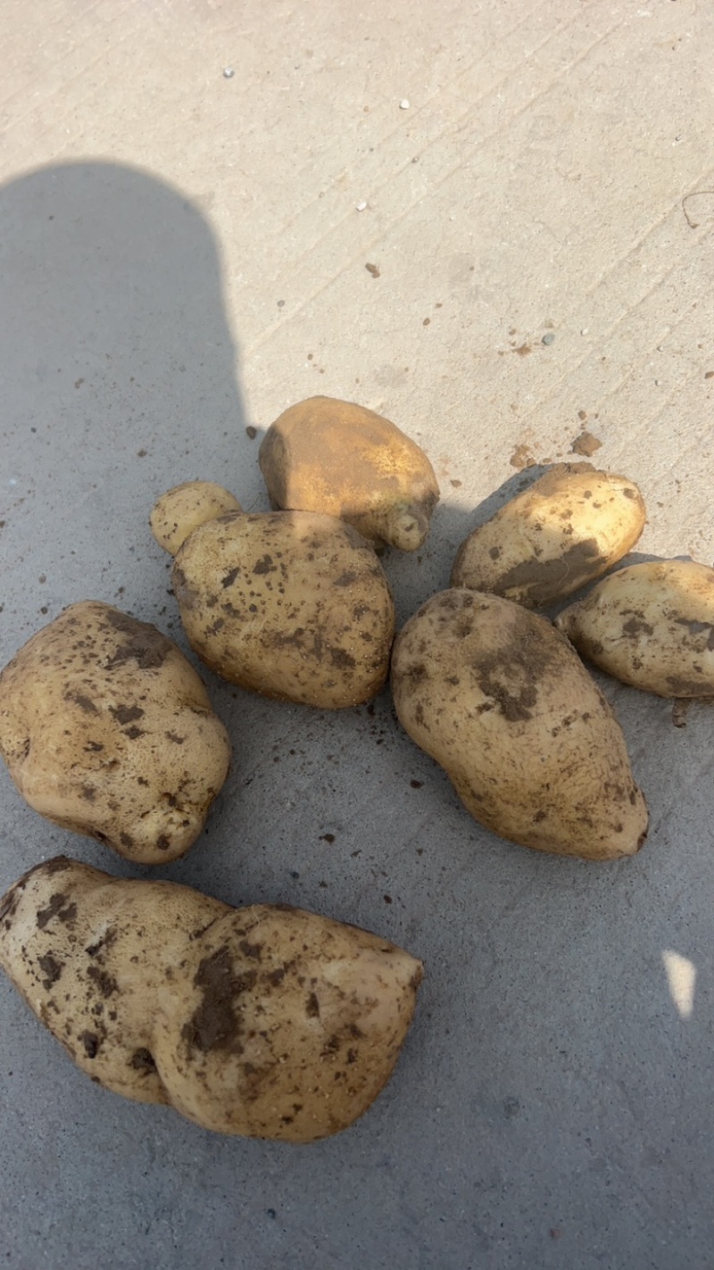 土豆山西大量供应荷兰沃土