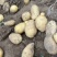 土豆山西大量供应荷兰沃土
