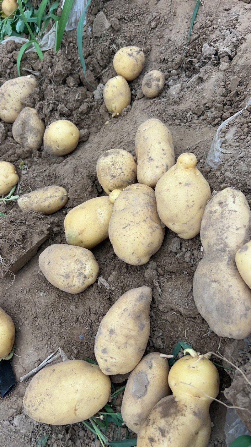 土豆山西大量供应荷兰沃土