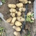 土豆山西大量供应荷兰沃土