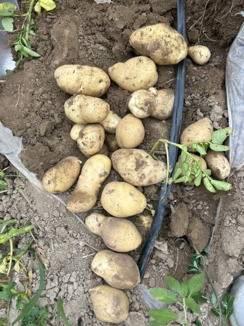 土豆山西大量供应荷兰沃土