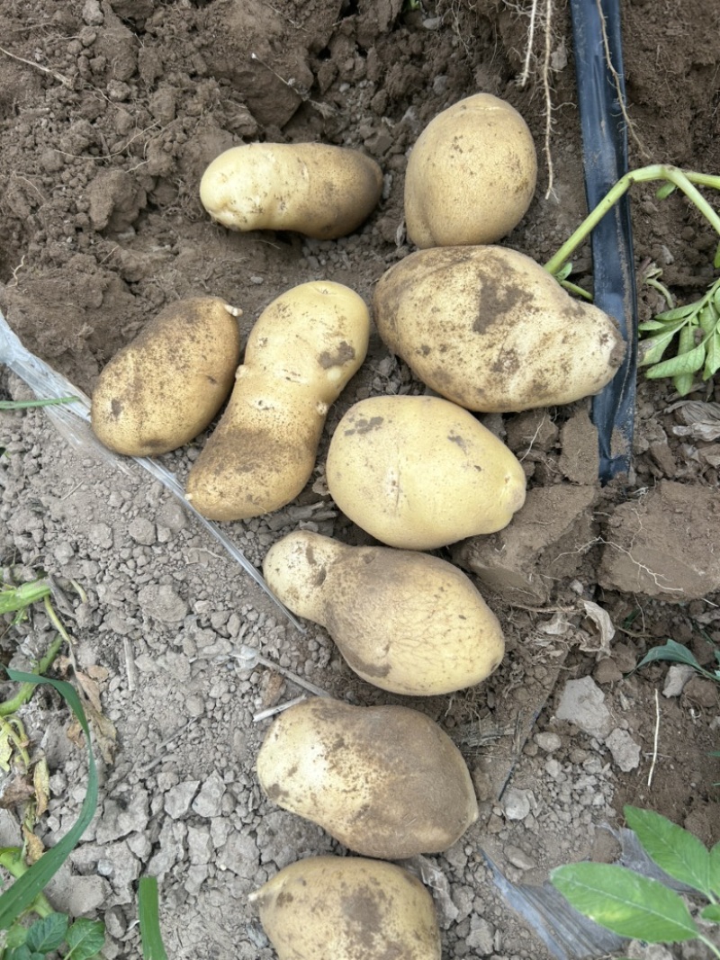 土豆山西大量供应荷兰沃土