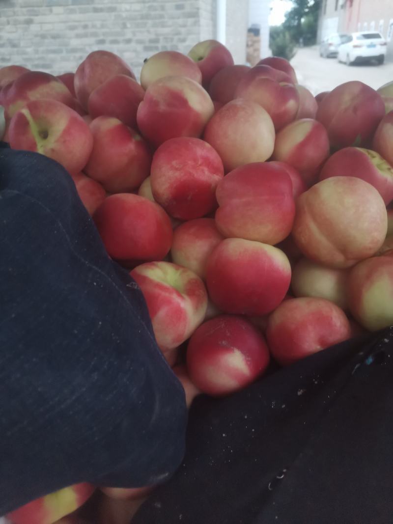 中油20油桃