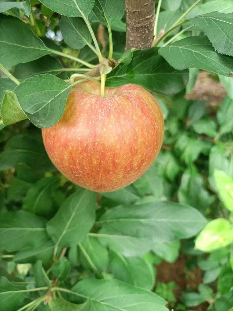 山东优质早熟鲁丽美八苹果大量上市品种齐全价格便宜质量保证