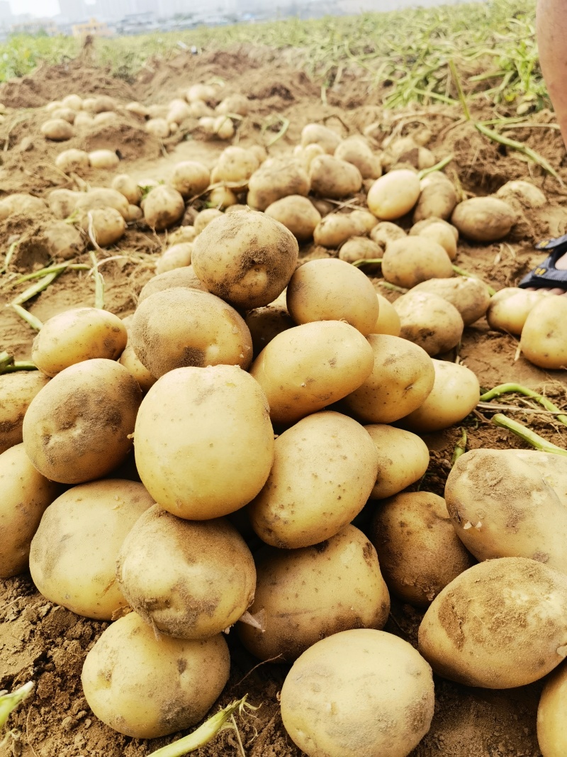 陕北土豆，V7土豆，量大价优，可视看货，现冷鲜库有2万余