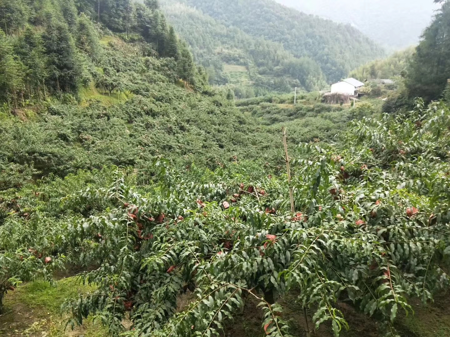 炎陵黄桃果园成熟景象