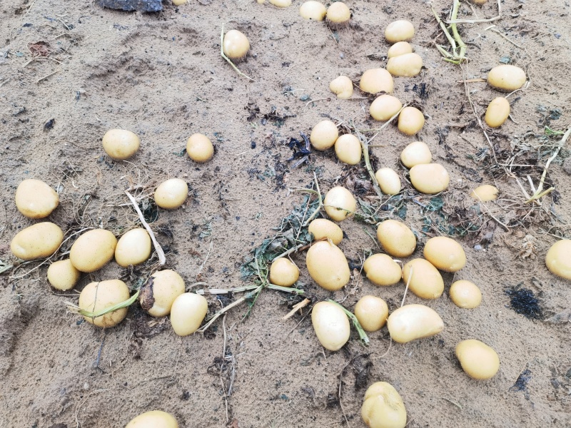 沃土中货土豆陕西土豆大量现货供应，规格齐全，可视频