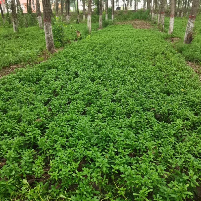 高钙菜根苗救心菜费菜种苗基地直供，品质保障，欢迎来电洽谈