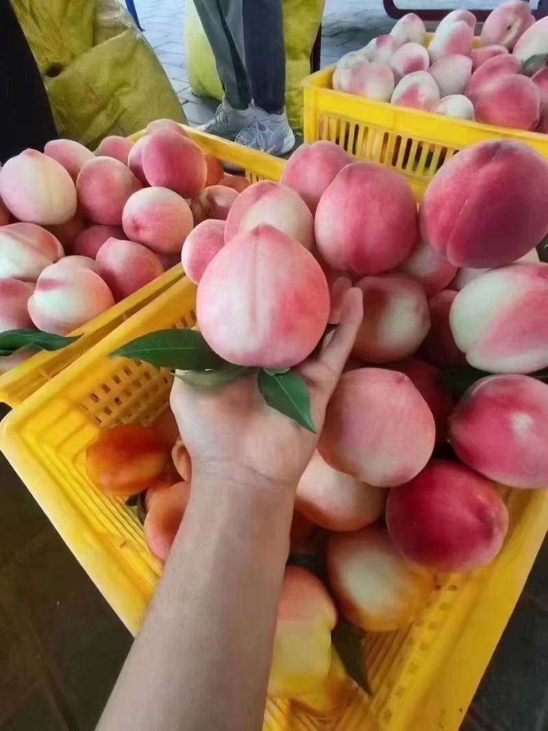 秦安北京七号水蜜桃一件代发。